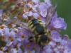 262450 – Photo : Florian ALONSO – France (69)